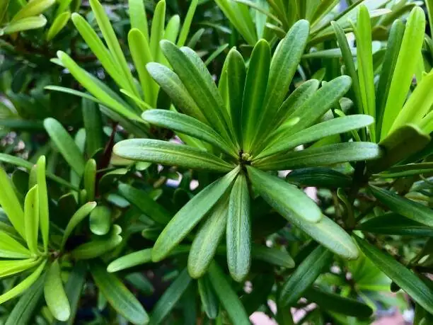 podocarpus fruit seed close up