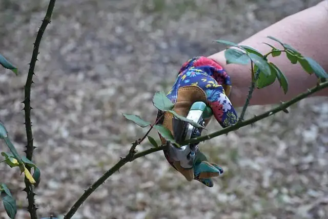 podocarpus spring pruning pinching tips