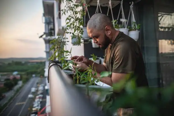 podocarpus summer shade balcony misting