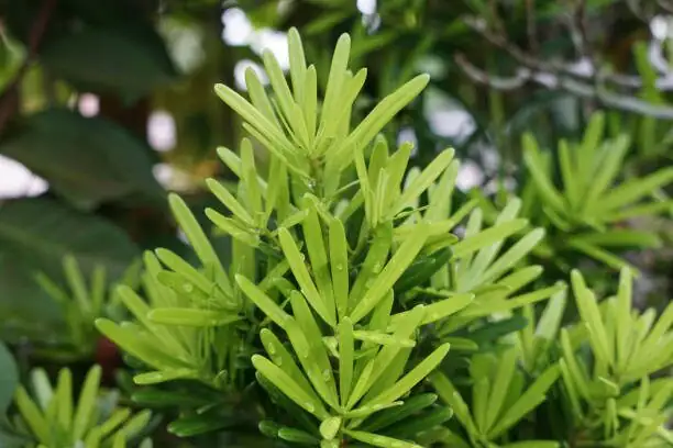 podocarpus cutting propagation perlite tray