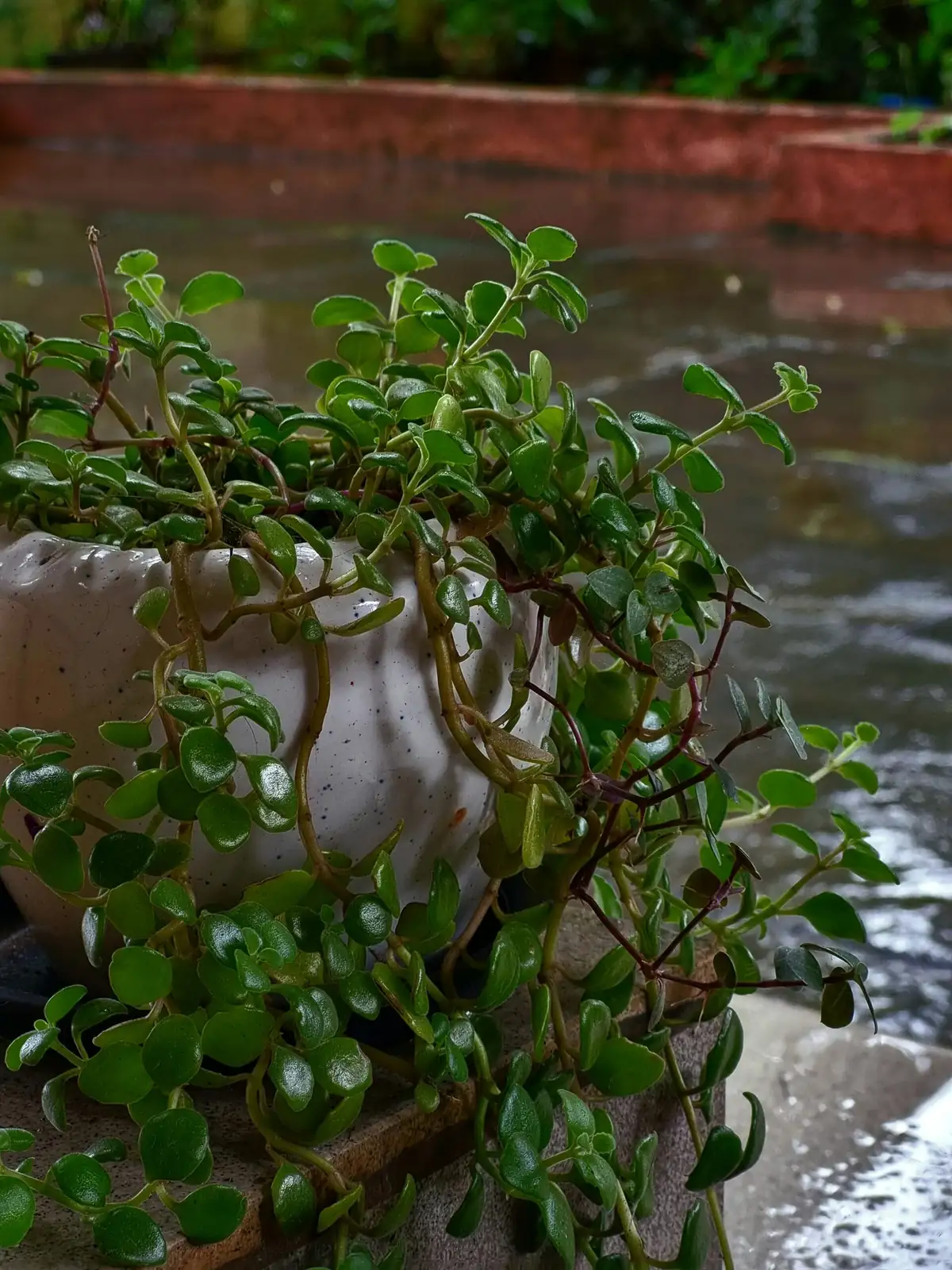 podocarpus repotting drainage mesh