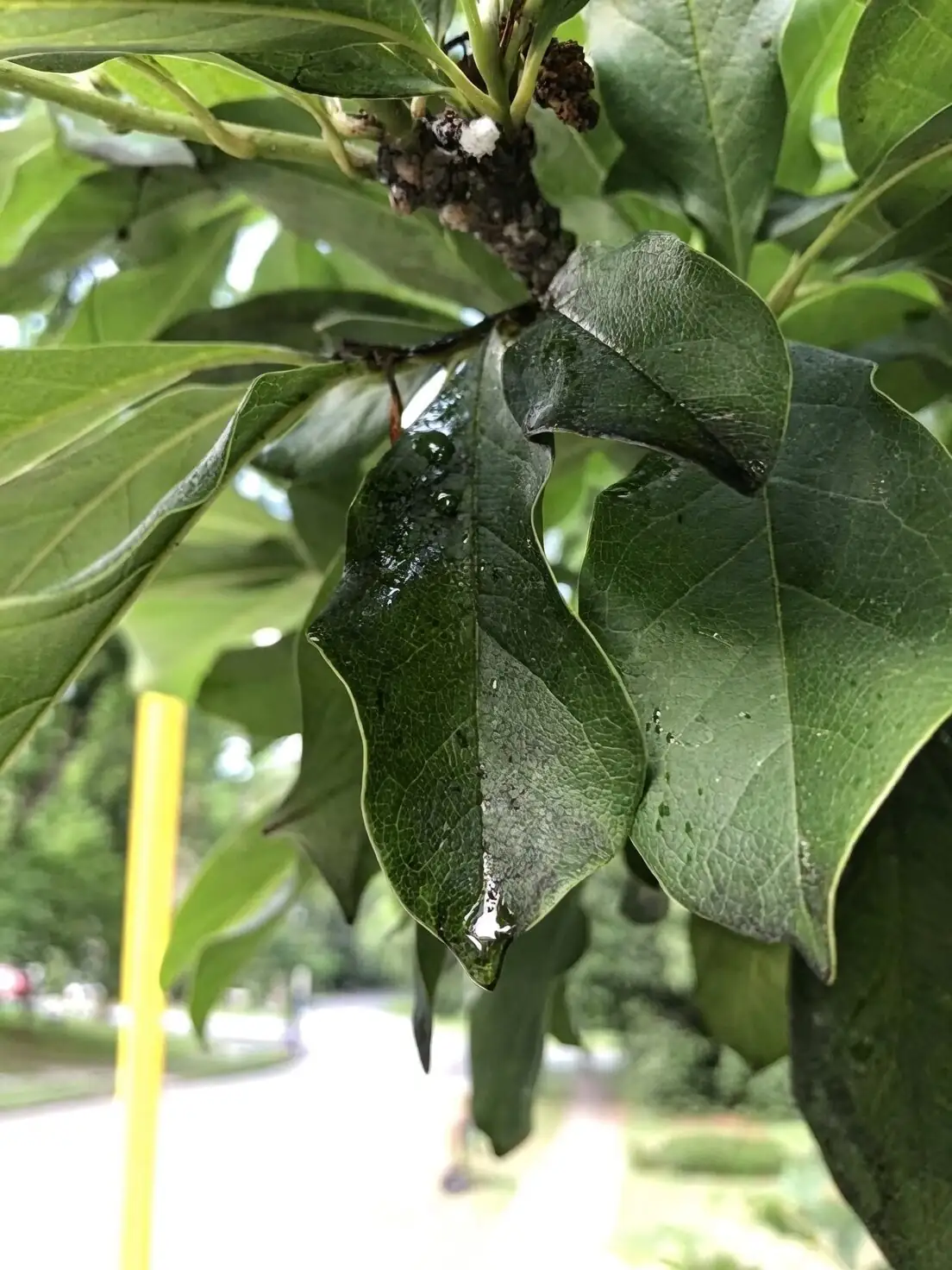podocarpus scale insects sooty mold
