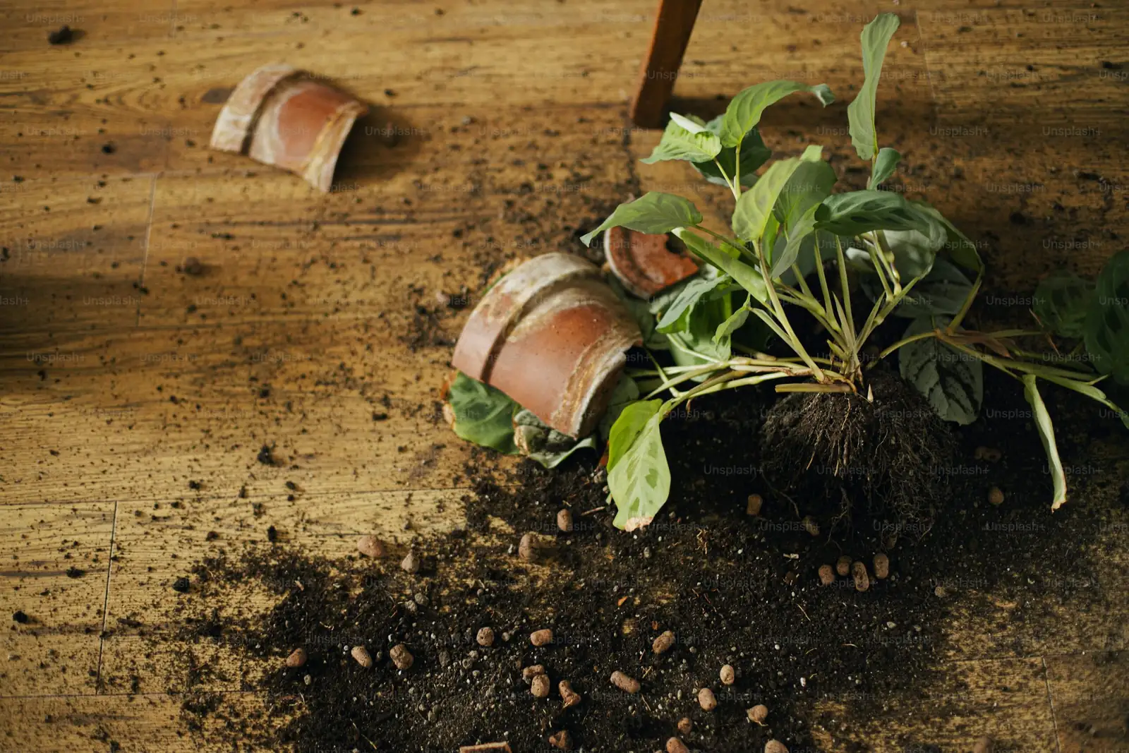 podocarpus pot drainage clay pebbles