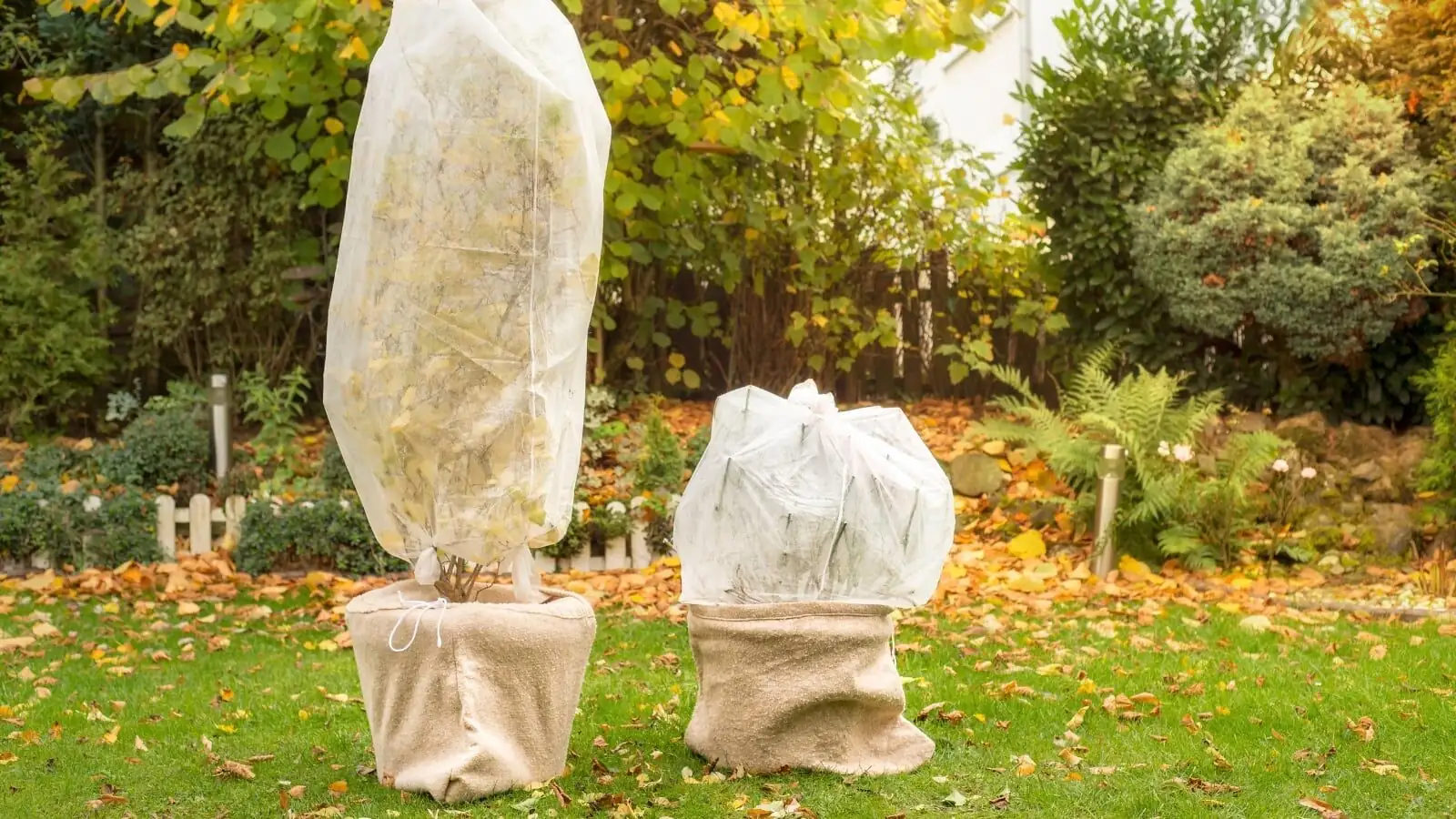 podocarpus wrapped frost cloth winter