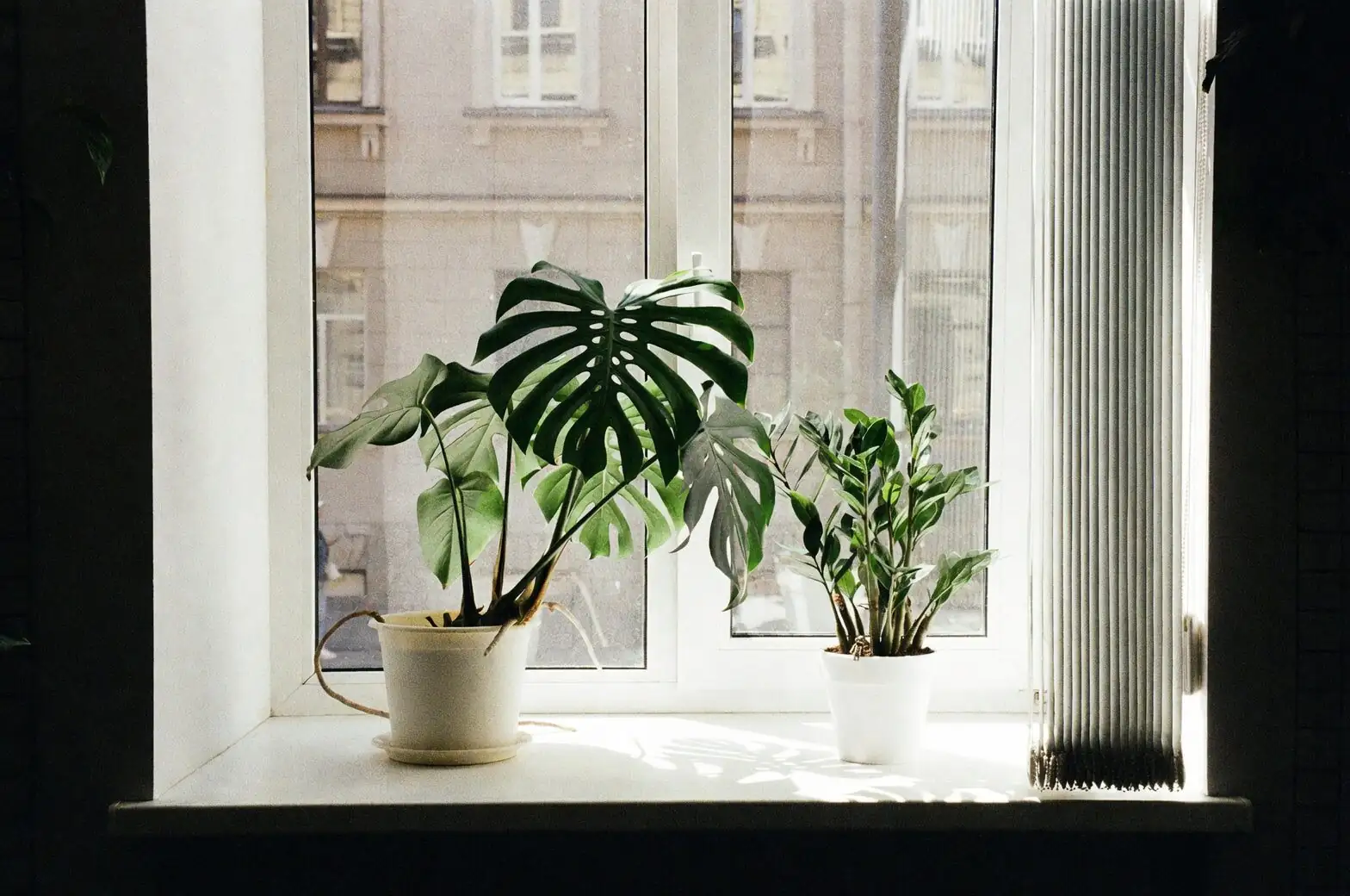 podocarpus indoor south window humidity tray