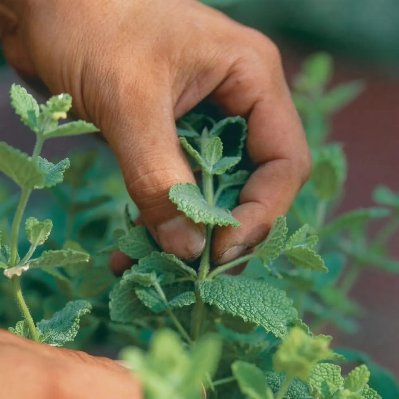 aluminum plant pinching tips pruning