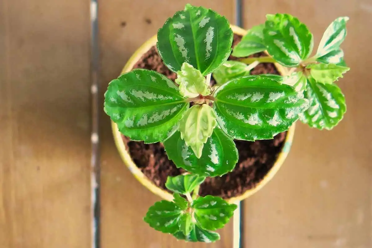 aluminum plant cuttings rooting in water