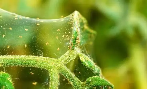 aluminum plant spider mites webbing