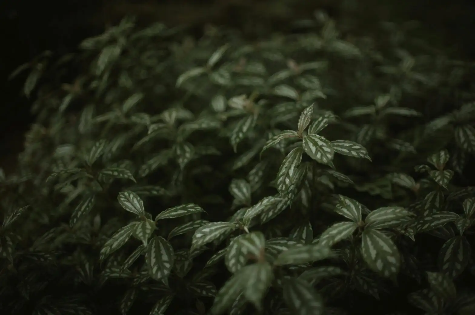Pilea cadierei leaf close-up