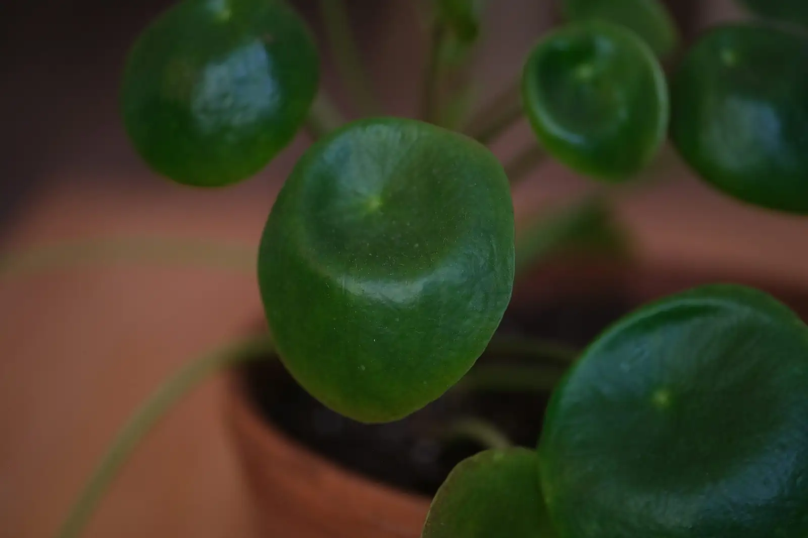 Pilea cadierei stem cuttings water