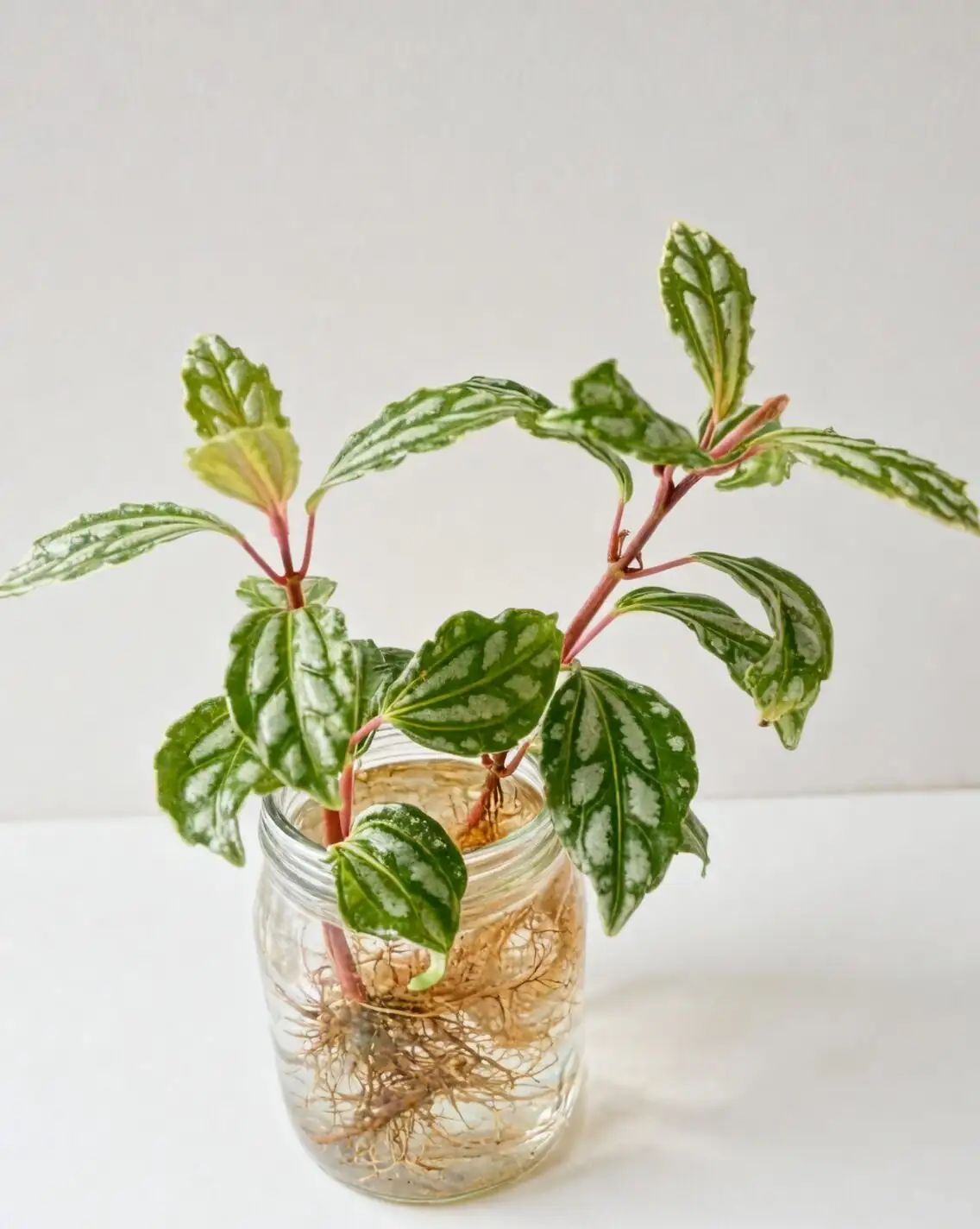 aluminum plant stem cuttings water
