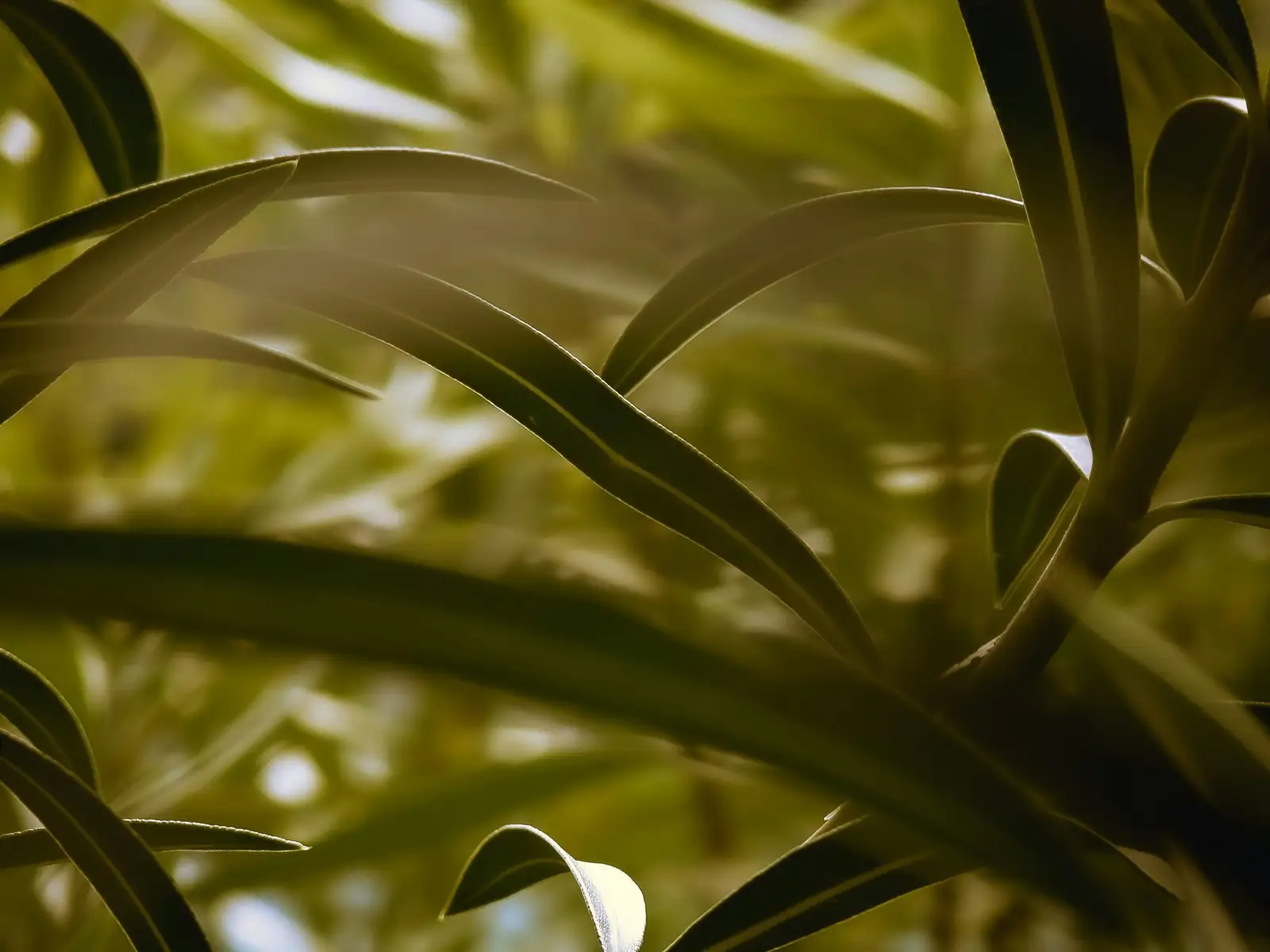 Shimmering Luck and the Metal Element: Aluminum Plant Symbolism, Modern Flower Language, and Feng Shui