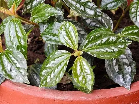 Pilea cadierei west window white pot