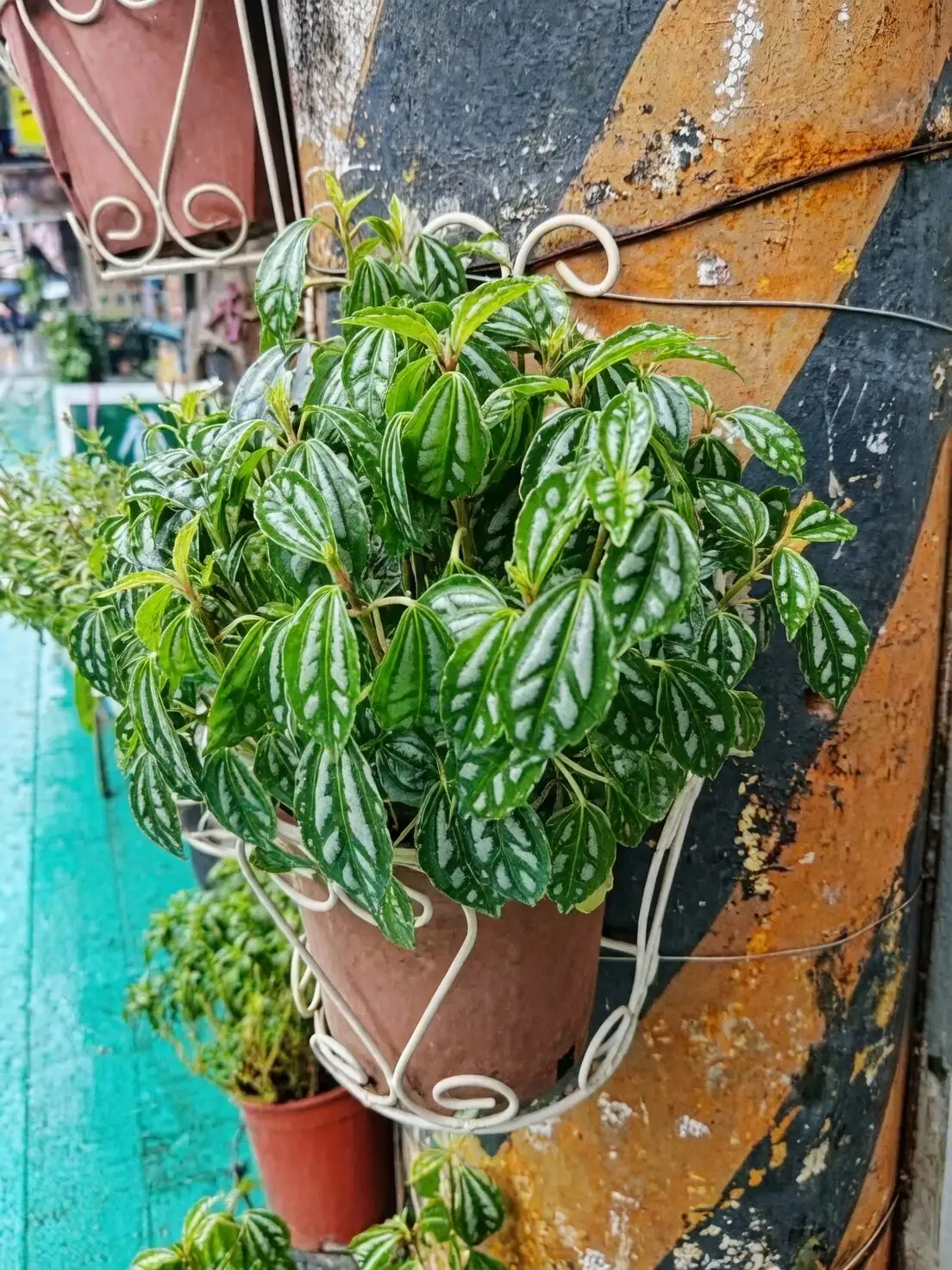 Pilea cadierei gift with card
