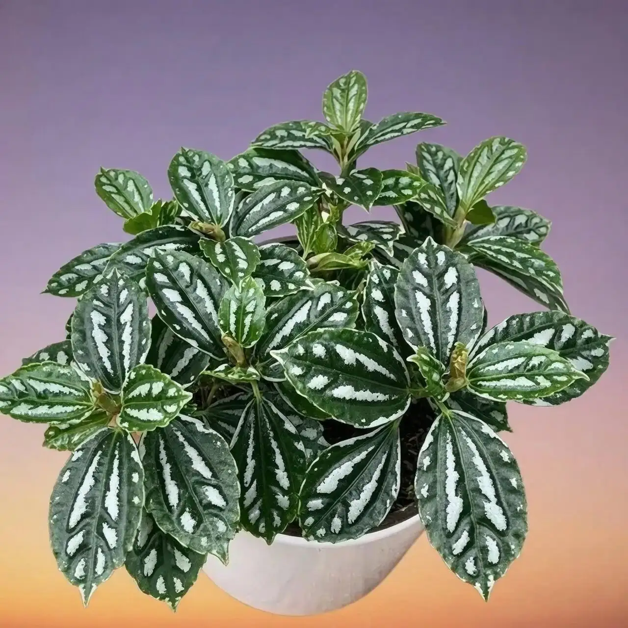 Pilea cadierei pinching new growth