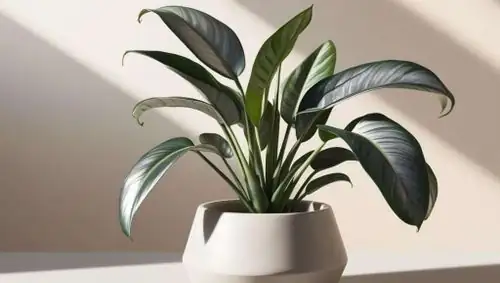 Pilea cadierei cuttings humidity dome