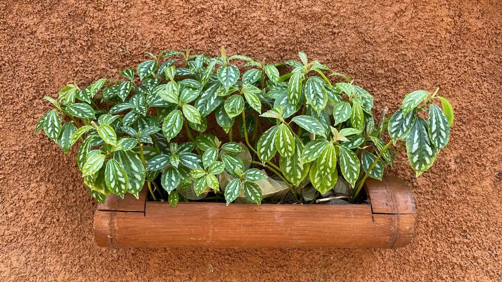 Pilea cadierei division roots clump