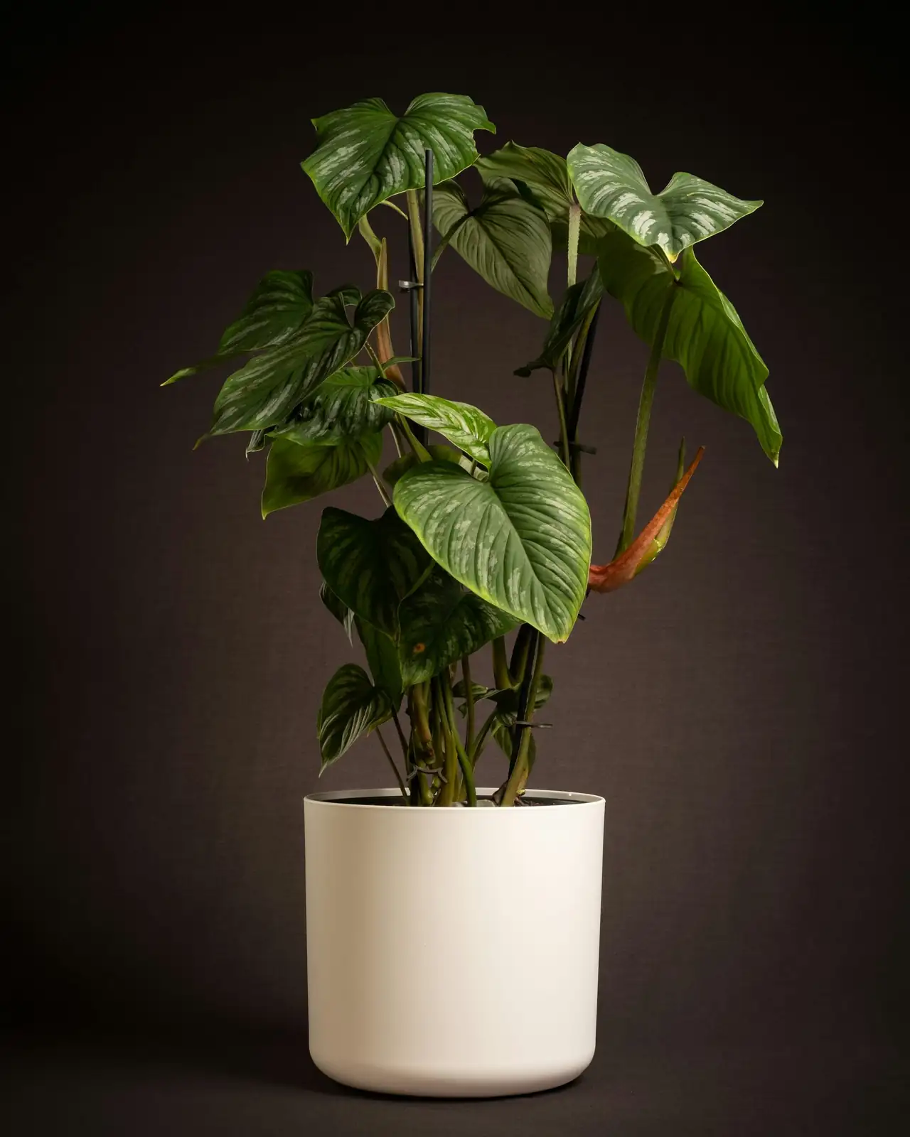 aluminum plant matte black and white pots