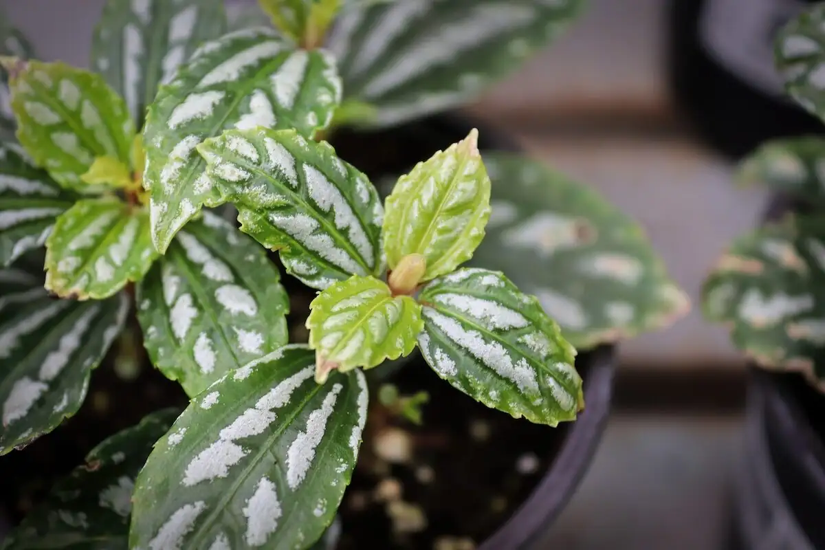 aluminum plant spider mites inspection