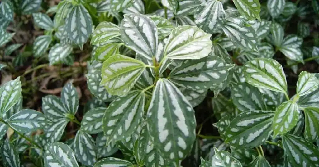 Can Aluminum Plant Go Outdoors? Designing a Shady, Shimmering Groundcover in the Tropics