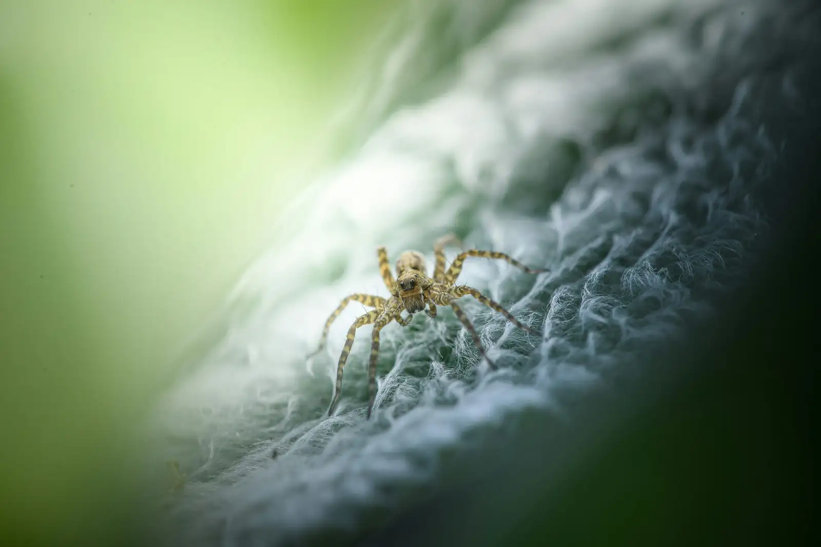 spider mites on aluminum plant leaf close-up