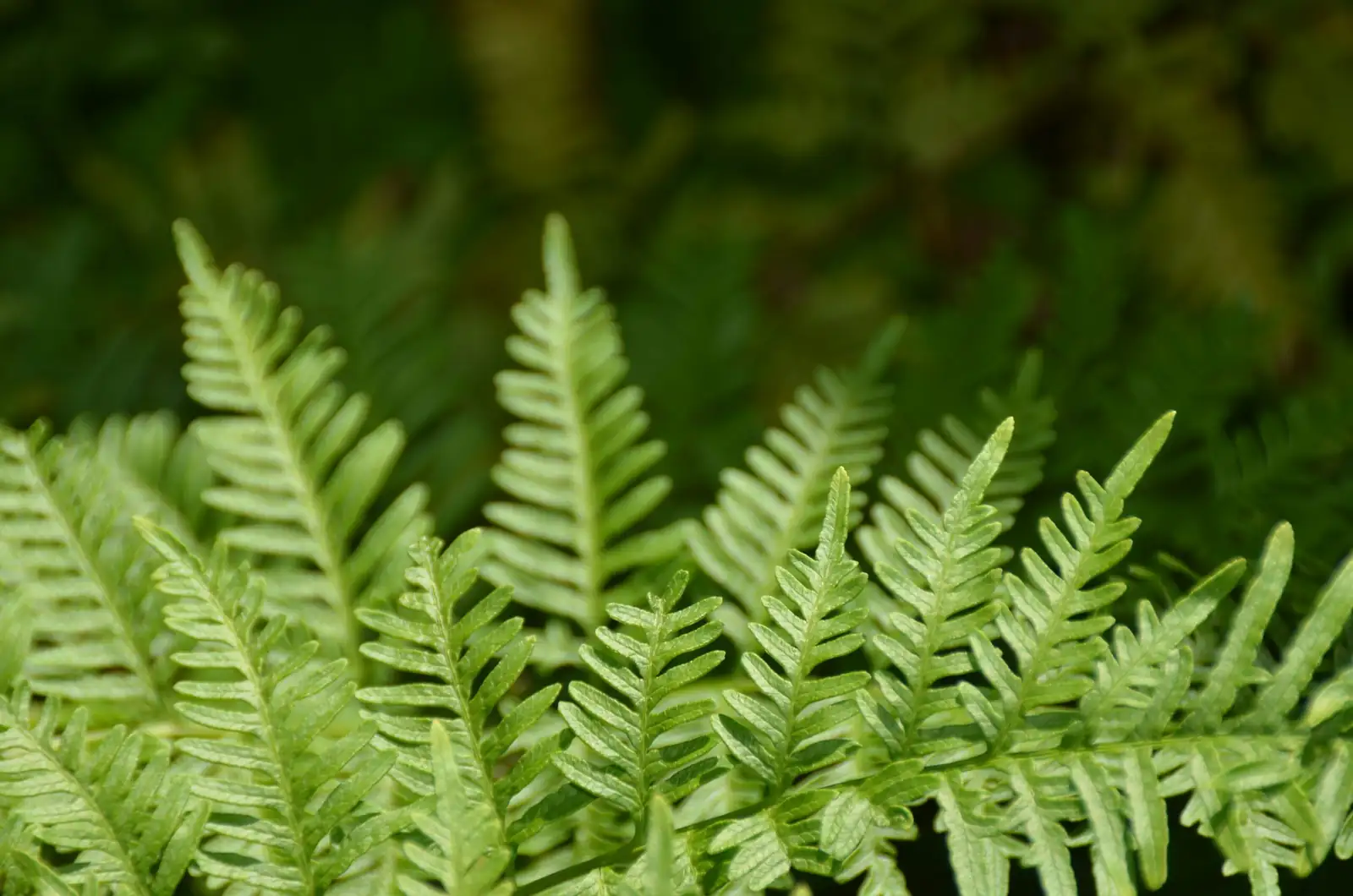 aluminum plant with ferns begonias
