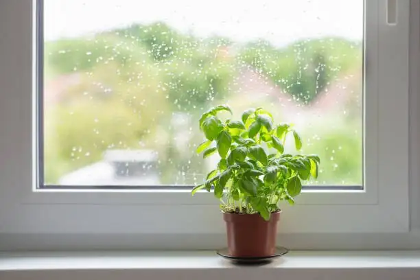 Aluminum plant on east window sill