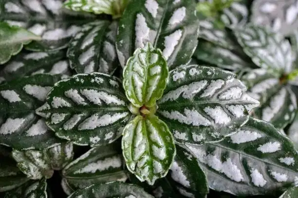 Pilea cadierei pinching tip hands