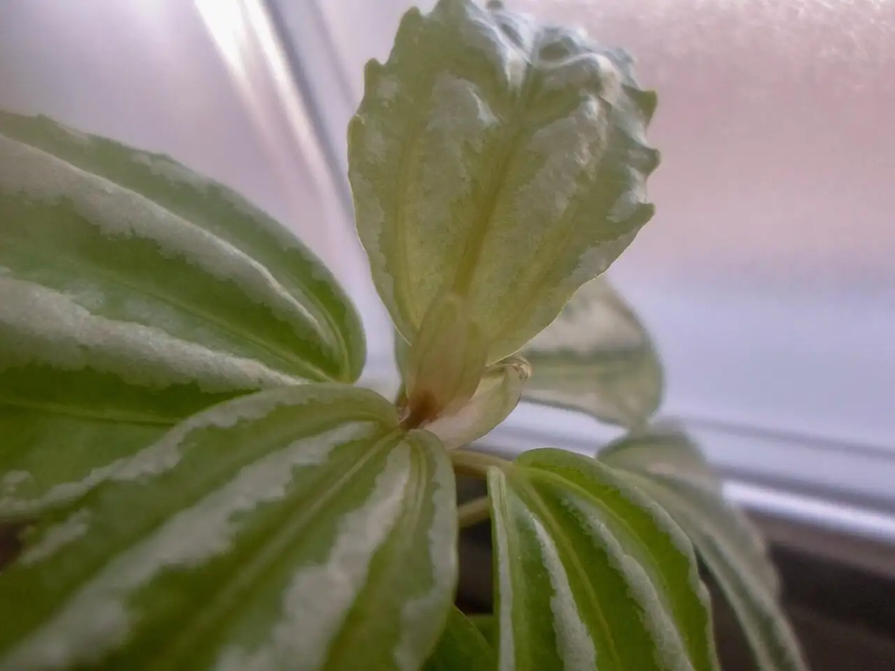 Pilea cadierei sheer curtain window