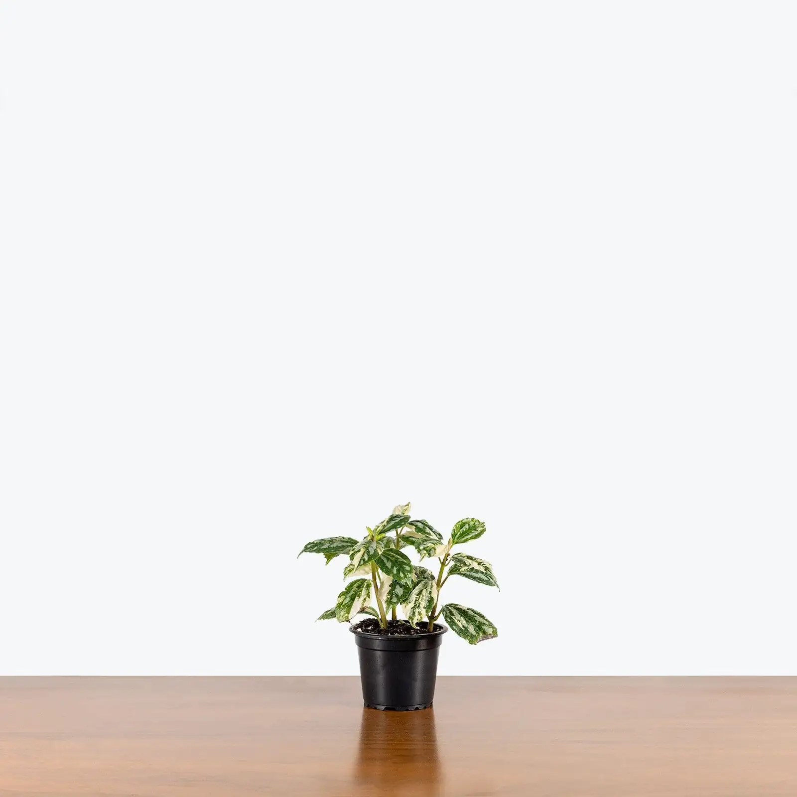 Pilea cadierei photo setup ruler