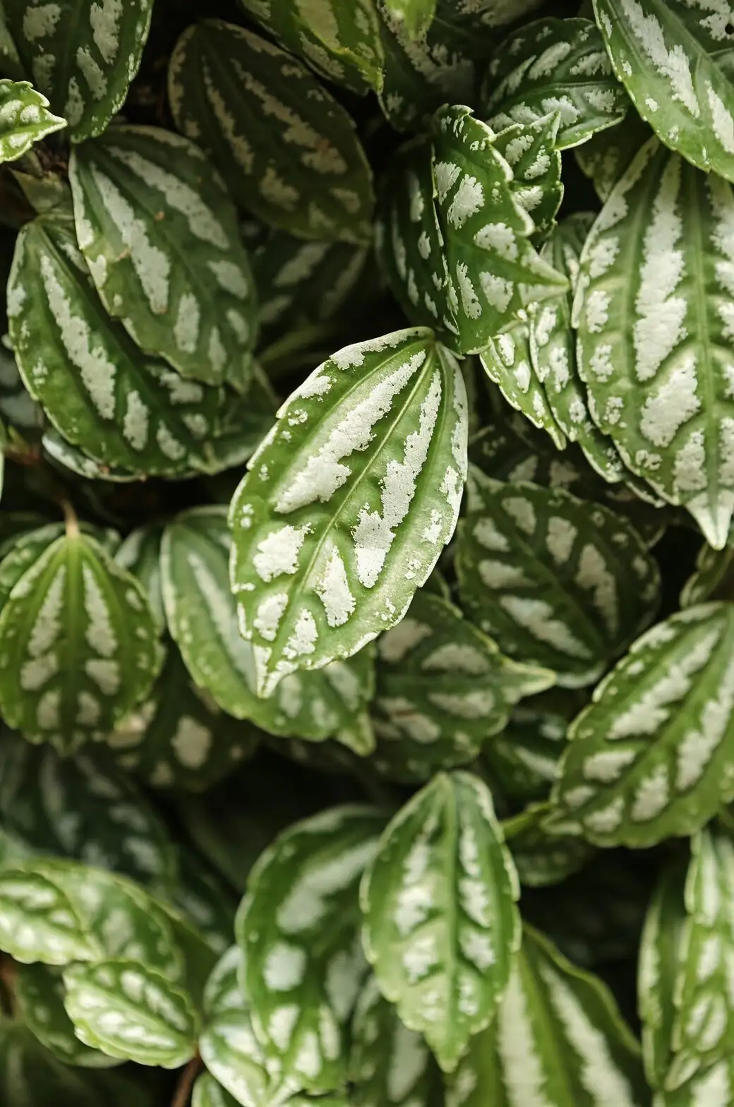 Pilea cadierei leaf measuring caliper
