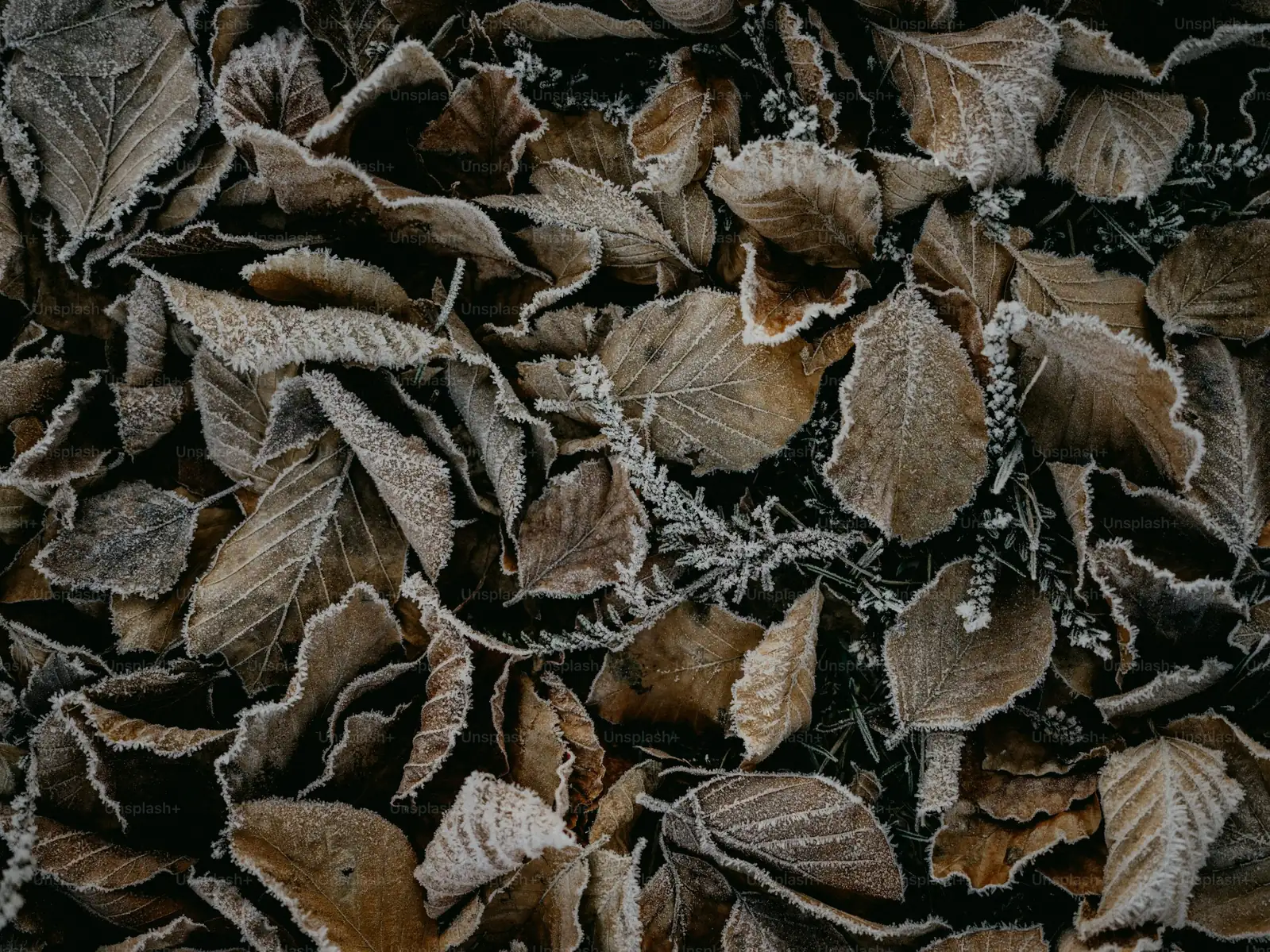 pilea cadierei frost cloth cover