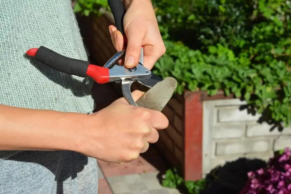 sasanqua camellia pruning shears