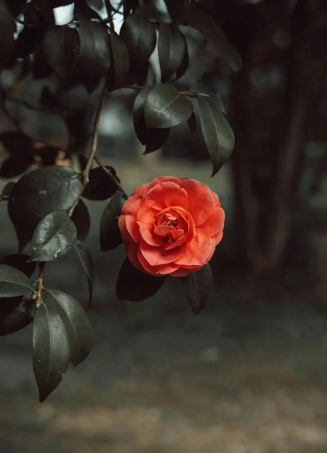 sasanqua camellia shade cloth