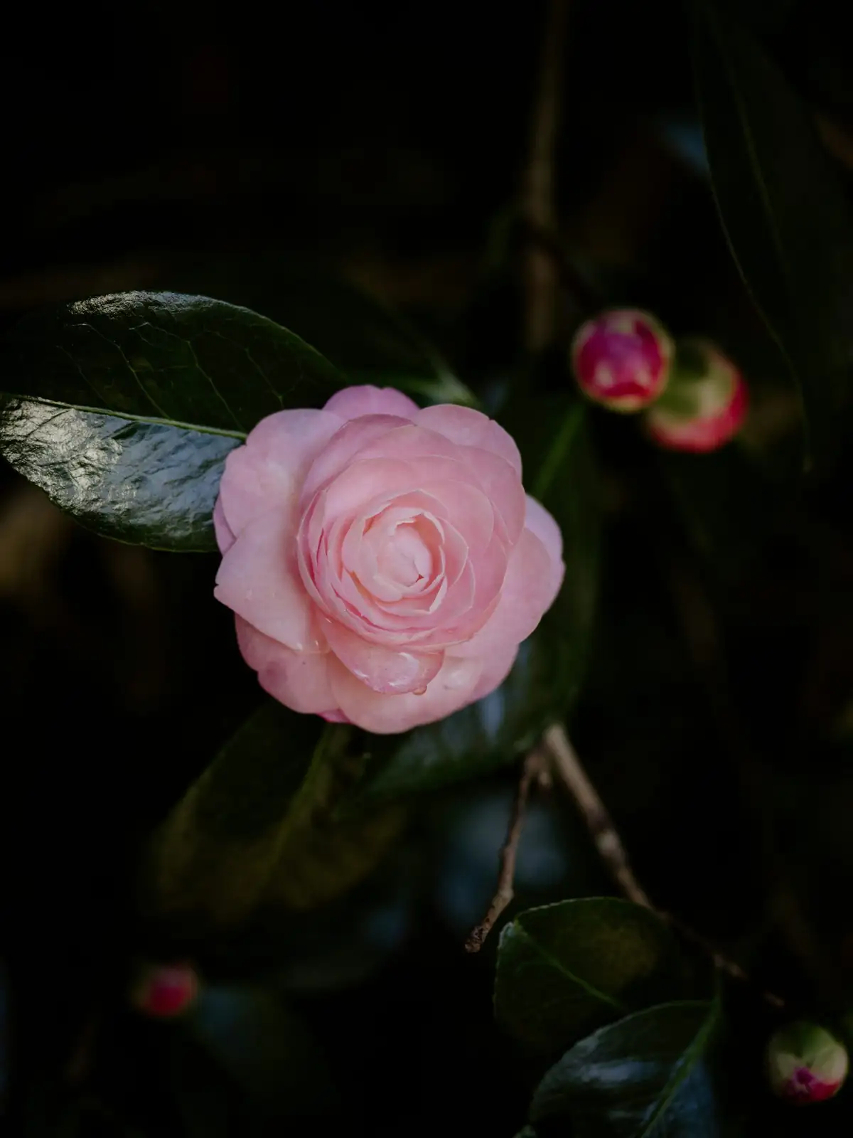 sasanqua camellia bud thinning