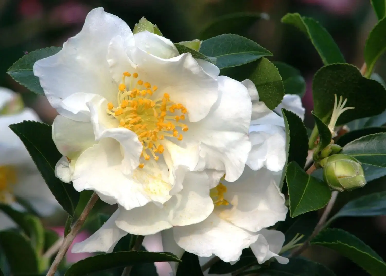 sasanqua camellia indoor window winter