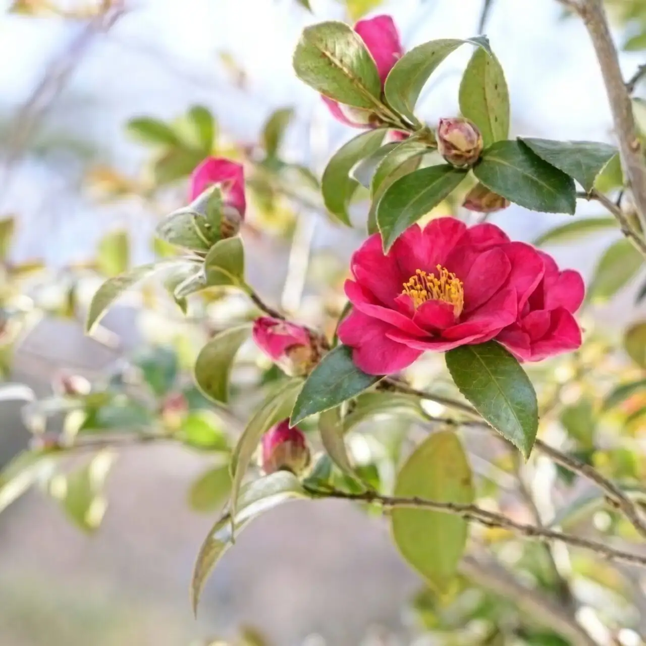 Buds on the Floor? Spots on Leaves? Your 15-Minute Sasanqua Rescue Plan
