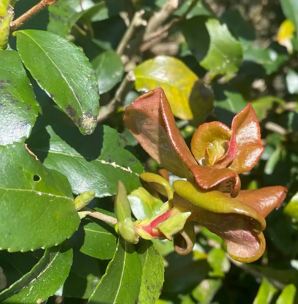 sasanqua camellia anthracnose leaf spots
