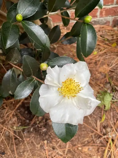 sasanqua camellia aphids on buds