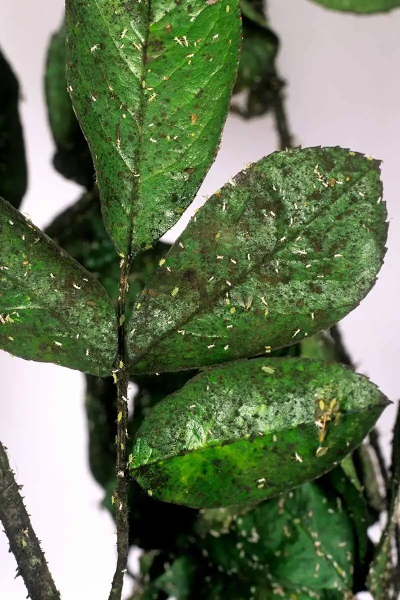 sasanqua camellia sooty mold leaves