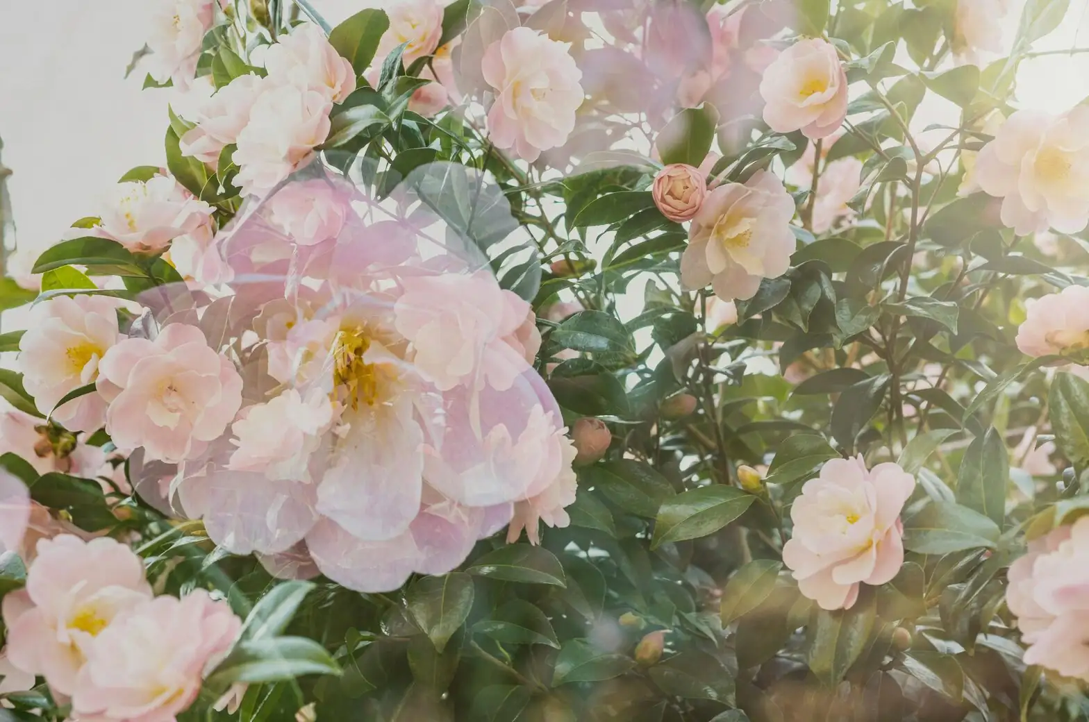 From Sazanka in Japanese Hillsides to Global Gardens: The Cool-Season Rise of Sasanqua Camellia