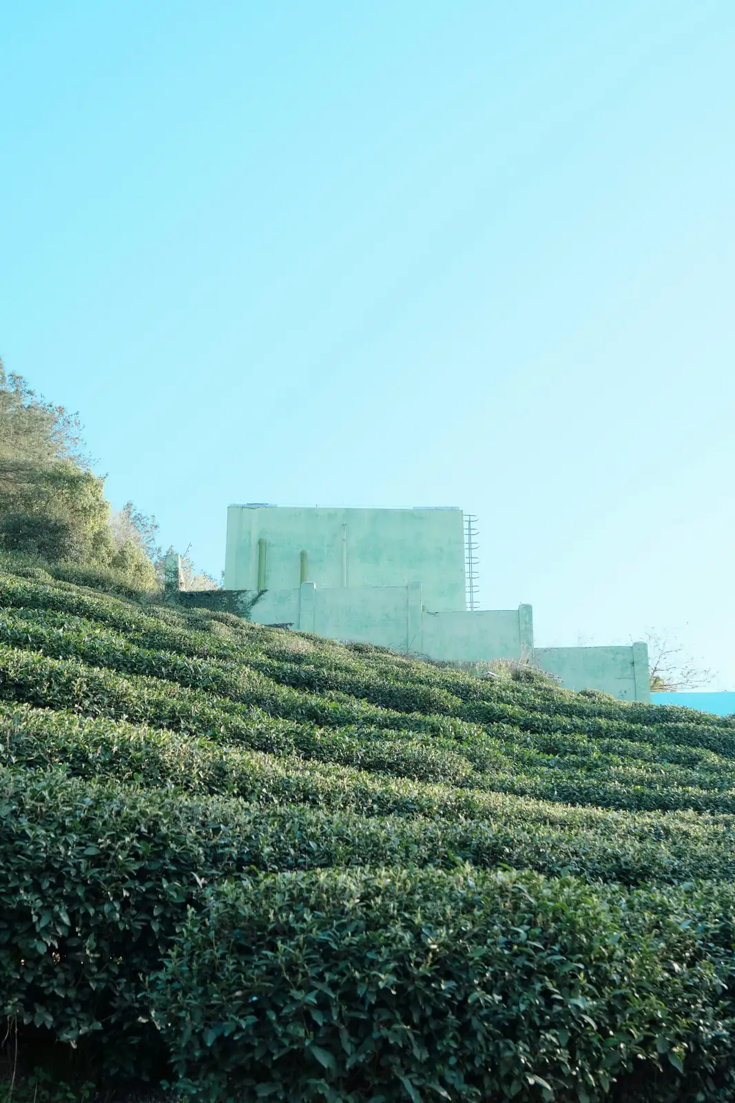 sasanqua camellia Japanese hillside