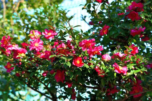 sasanqua camellia petals on ground