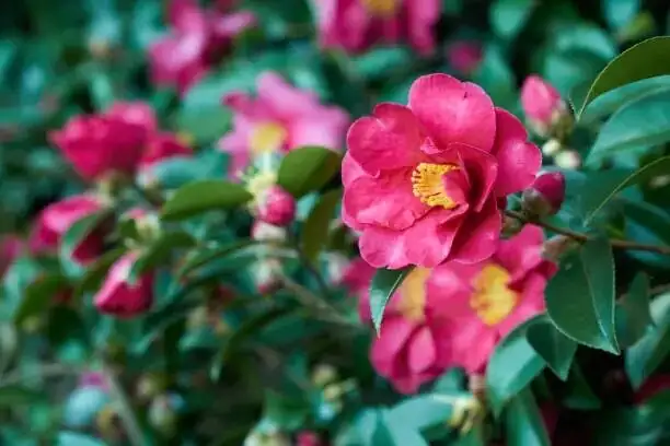 sasanqua camellia bud thinning hands