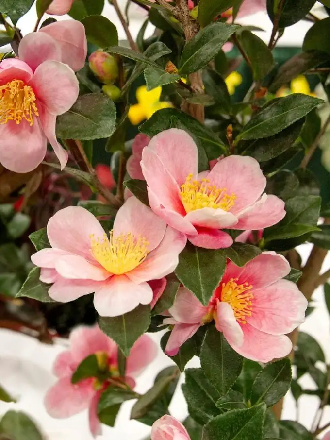 sasanqua camellia cultivars side-by-side