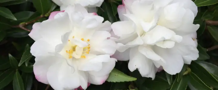 sasanqua camellia flower close-up