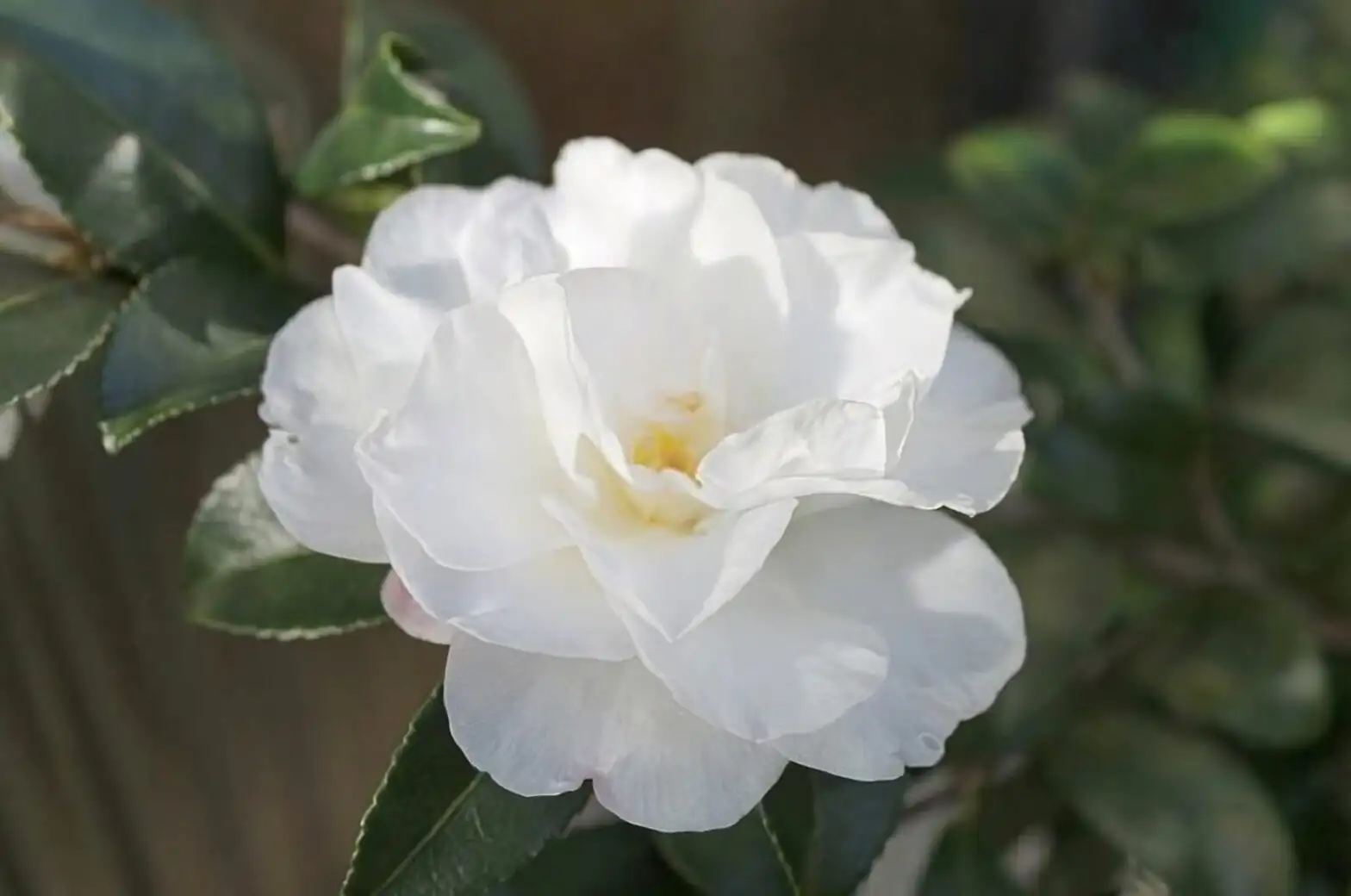 sasanqua vs tsubaki camellia