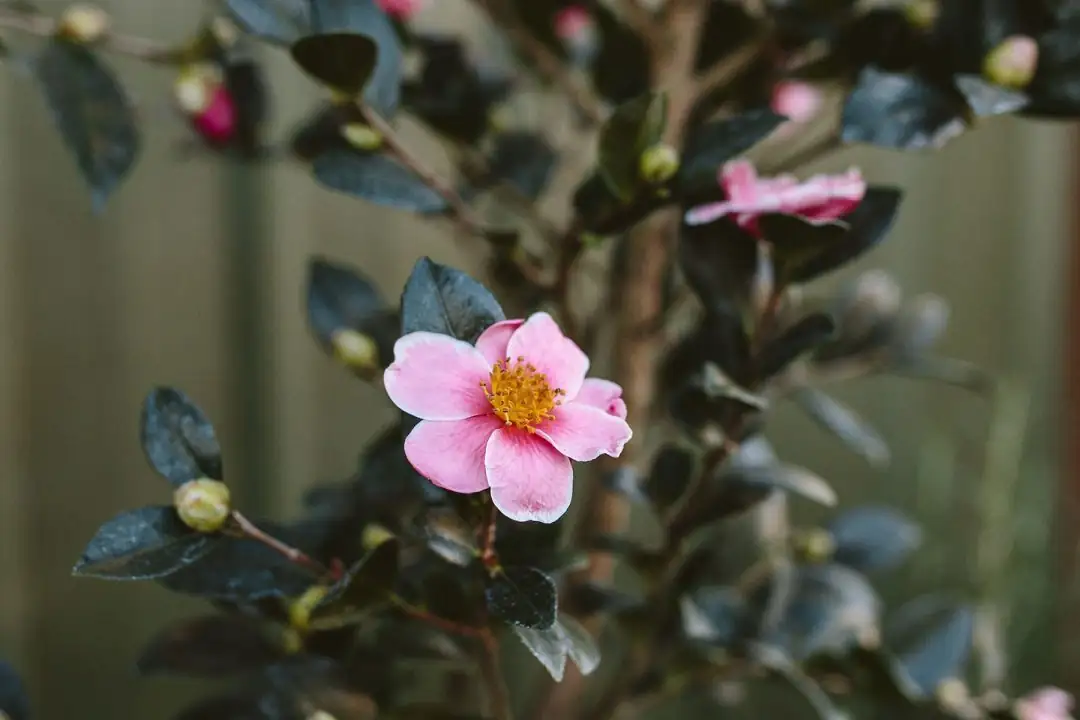 sasanqua camellia by doorway