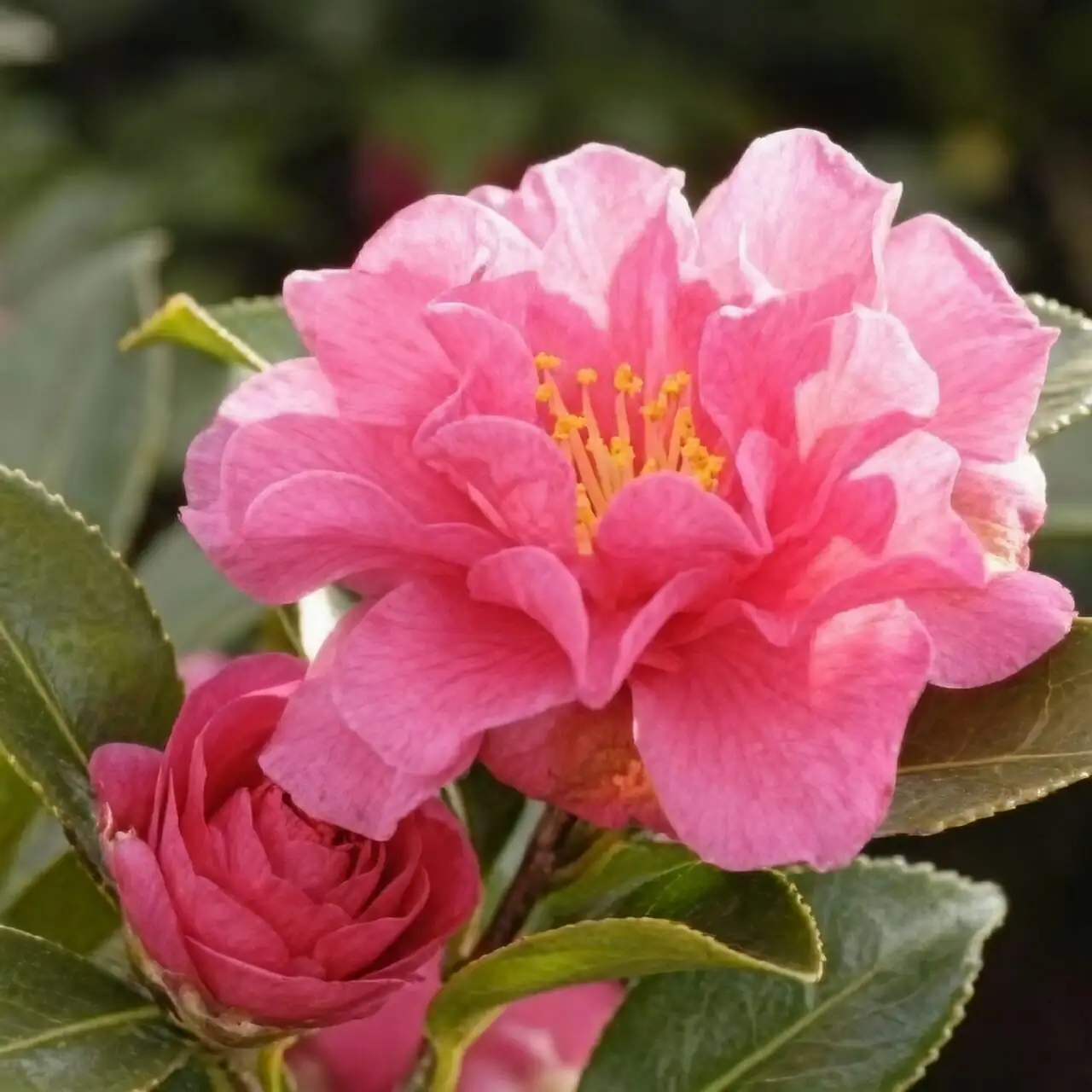 sasanqua camellia indoor window