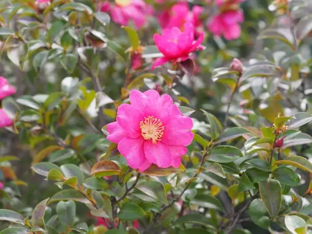 camellia sasanqua heel cutting close-up